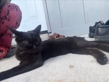 ELEANOR -  Domestic Short Hair Cat for Adoption in Derwood, Maryland - ELEANOR | PetCurious