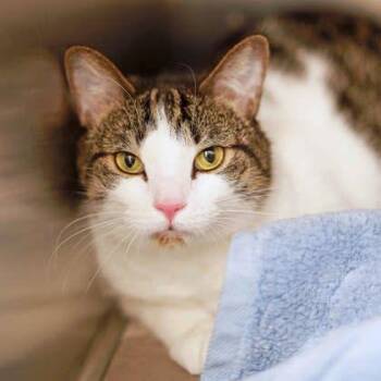Domestic Short Hair Cats Available for Adoption in Atlanta, Georgia - River | PetCurious