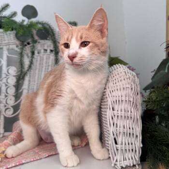 Biscuit Honeywell 56270 -  Manx and Domestic Short Hair Cat for Adoption in Eaton Rapids, Michigan - Biscuit Honeywell 56270 | PetCurious