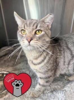 Domestic Short Hair Cats Available for Adoption in West Chester, Pennsylvania - Henry | PetCurious