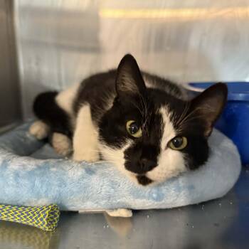 Domestic Short Hair Cats Available for Adoption - Licona | PetCurious