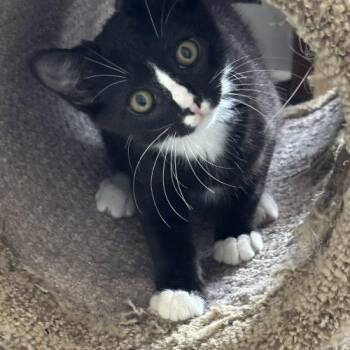 Gilbert -  Domestic Short Hair Cat for Adoption in Seven Valleys, Pennsylvania - Gilbert | PetCurious