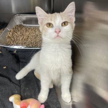 Karen White -  Domestic Short Hair Cat for Adoption in Newark, New Jersey - Karen White | PetCurious