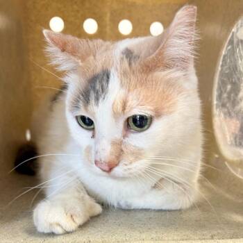 Domestic Short Hair Cats Available for Adoption in Philadelphia, Pennsylvania - Maribeth | PetCurious