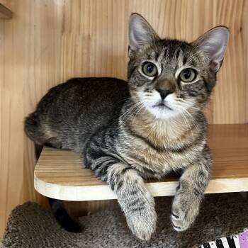 Tyler -  Domestic Short Hair Cat for Adoption in Yucca Valley, California - Tyler | PetCurious