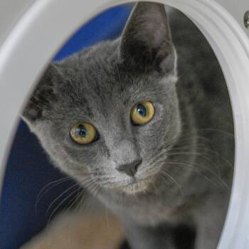 Domestic Short Hair and Russian Blue Cats Available for Adoption in Redwood City, California - Smokey | PetCurious