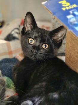 Eliza -  Domestic Short Hair Cat for Adoption in Westland, Michigan - Eliza | PetCurious