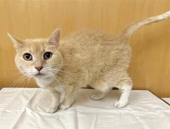 KIKI -  Domestic Short Hair Cat for Adoption in Brentwood, Missouri - KIKI | PetCurious