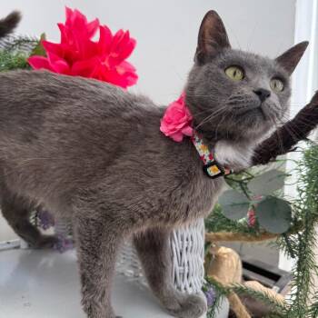 Grace Ro 56467 -  Domestic Short Hair Cat for Adoption in Eaton Rapids, Michigan - Grace Ro 56467 | PetCurious