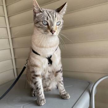 Ghost-Foster -  Domestic Short Hair Cat Available for Adoption in Walker, Michigan - Ghost-Foster | PetCurious