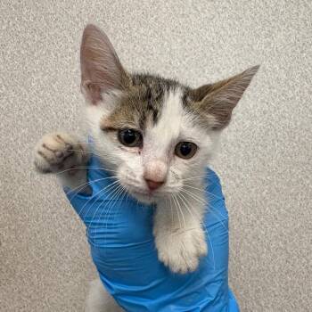 Gizmo -  Domestic Short Hair Cat for Adoption in San Antonio, Texas - Gizmo | PetCurious