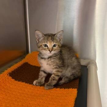 Cloud -  Domestic Short Hair Cat for Adoption in Nevada, Missouri - Cloud | PetCurious