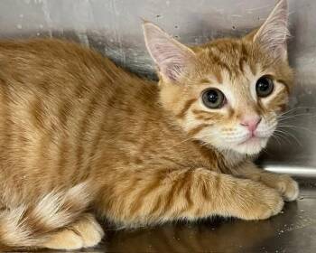 CONAN -  American Shorthair and Tabby Cat for Adoption in Massapequa, New York - CONAN | PetCurious