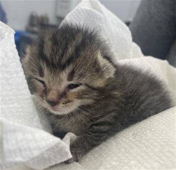 Domestic Short Hair Cats Available for Adoption in Dallas, Texas - FITZ | PetCurious
