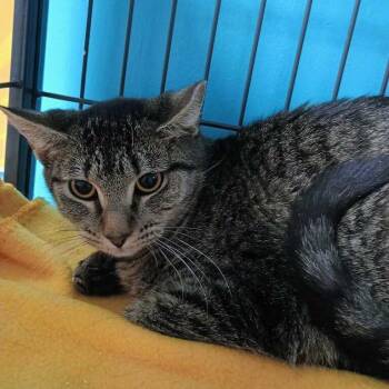 Sandwich Artist -  Domestic Short Hair Cat for Adoption in Davenport, Iowa - Sandwich Artist | PetCurious