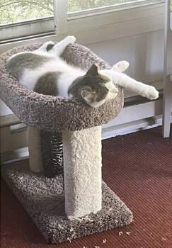 Rescue American Shorthair Cats for Adoption in Mount Morris, Michigan - Calvin | PetCurious