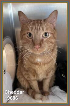 CHEDDAR (see also OSIRIS) -  Domestic Short Hair and Tabby Cat for Adoption in Marietta, Georgia - CHEDDAR (see Also OSIRIS) | PetCurious