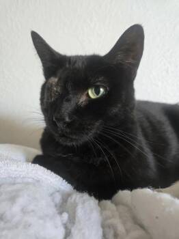 Domestic Short Hair Cats Available for Adoption in Chandler, Arizona - Uno Chan Fluffington | PetCurious