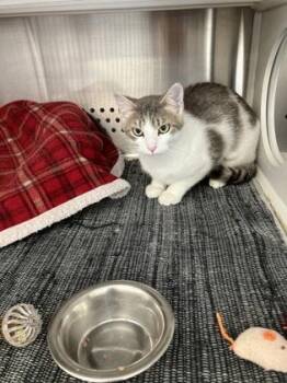 Ricky -  Domestic Short Hair Cat for Adoption in Fergus Falls, Minnesota - Ricky | PetCurious