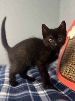 Irelyn -  Domestic Short Hair Cat for Adoption in Lovingston, Virginia - Irelyn | PetCurious