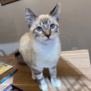 Rescue Domestic Short Hair and Siamese Cats for Adoption in Bismarck, North Dakota - Billy Butcherson | PetCurious
