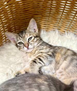Millie -  Domestic Short Hair Cat for Adoption in Millcreek, Utah - Millie | PetCurious