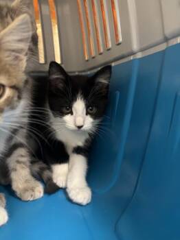 Nikki -  Domestic Short Hair Cat for Adoption in Healdsburg, California - Nikki | PetCurious