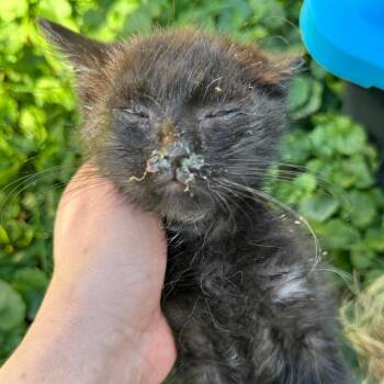 Domestic Short Hair Cats Available for Adoption in Rochester, Minnesota - Yang | PetCurious