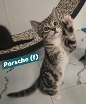 Porsche -  Domestic Short Hair Cat for Adoption in Saugerties, New York - Porsche | PetCurious