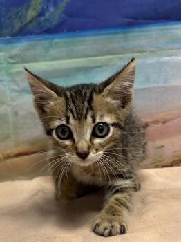 Jimmy -  Domestic Short Hair Cat for Adoption in San Antonio, Texas - Jimmy | PetCurious