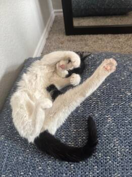 Domestic Short Hair Cats Available for Adoption in Frisco, Texas - Cupcake | PetCurious