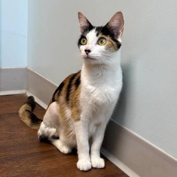 Linda -  Domestic Short Hair Cat for Adoption in Wilmington, Delaware - Linda | PetCurious