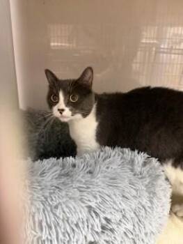 Rambo -  Domestic Short Hair Cat for Adoption in Farmers Branch, Texas - Rambo | PetCurious