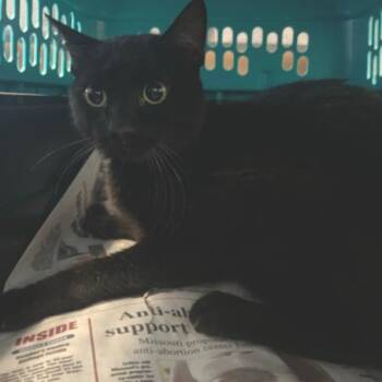 Licorice -  Domestic Short Hair Cat for Adoption in Brentwood, Missouri - Licorice | PetCurious