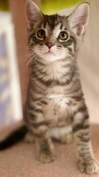 Aunt Voula -  Domestic Short Hair Cat for Adoption in Beaverton, Oregon - Aunt Voula | PetCurious