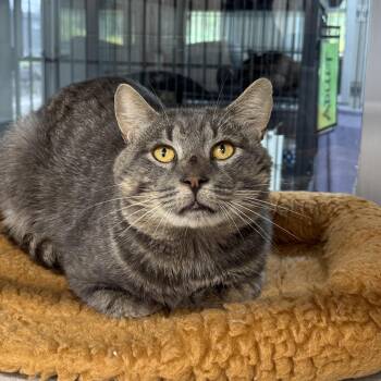 Preston -  Domestic Short Hair Cat for Adoption in West Milford, New Jersey - Preston | PetCurious