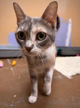Domestic Short Hair Cats Available for Adoption in Ocala, Florida - Penny Pie | PetCurious