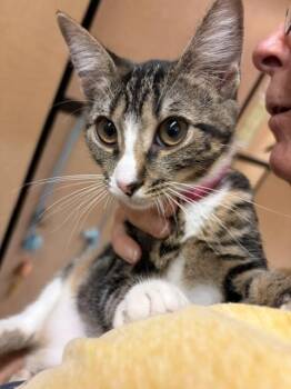 SCOUT. 6027 -  Tabby Cat for Adoption in Waldorf, Maryland - SCOUT. 6027 | PetCurious