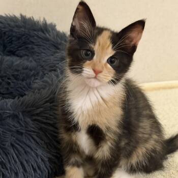 Domestic Medium Hair Cats Available for Adoption in Brierfield, Alabama - Siren  | PetCurious