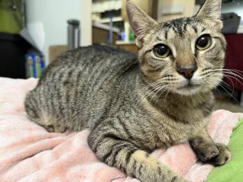 Domestic Short Hair Cats Available for Adoption in Tampa, Florida - Apollo | PetCurious
