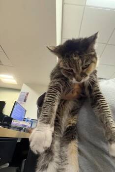 Domestic Short Hair Cats Available for Adoption in Doral, Florida - JANICE | PetCurious