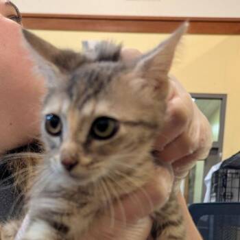 Jingle -  Domestic Short Hair Cat for Adoption in Lynchburg, Virginia - Jingle | PetCurious
