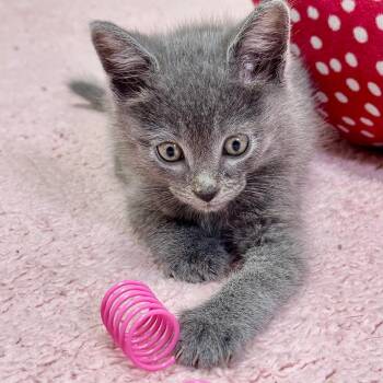 Yogi -  Russian Blue Cat for Adoption in Franklin, North Carolina - Yogi | PetCurious
