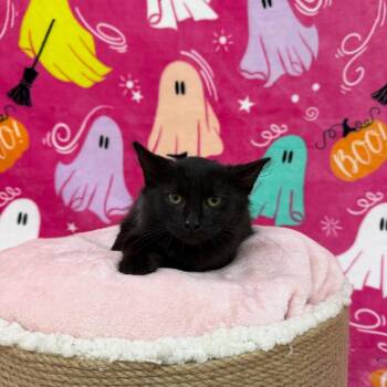 Summer -  Domestic Short Hair Cat for Adoption in Riverwoods, Illinois - Summer | PetCurious