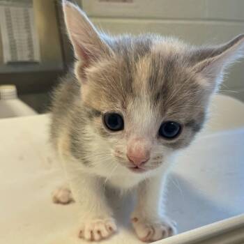 Madame Waffles -  Domestic Short Hair Cat for Adoption in Charlottesville, Virginia - Madame Waffles | PetCurious