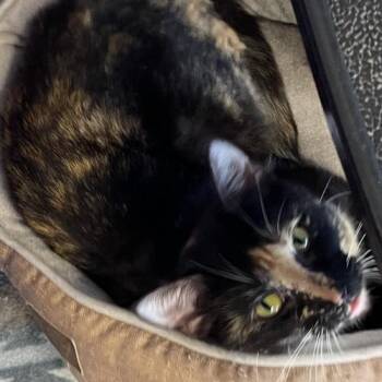 Vivian - Must Apply in Person ! -  Domestic Short Hair Cat for Adoption in Georgetown, Kentucky - Vivian - Must Apply In Person ! | PetCurious
