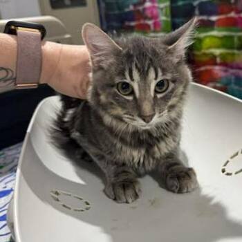 Domestic Medium Hair Cats Available for Adoption - Remi | PetCurious