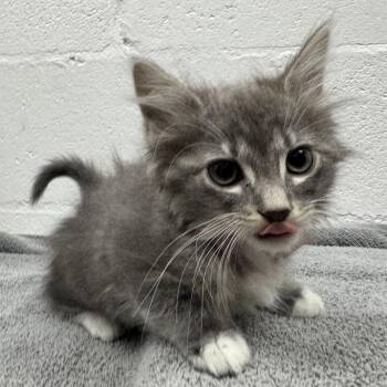Mango -  Domestic Short Hair Cat for Adoption in Brentwood, Missouri - Mango | PetCurious