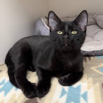 Jon Snow -  Domestic Short Hair Cat for Adoption in Stillwater, Oklahoma - Jon Snow | PetCurious