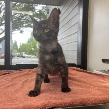 Turtle (Bonded with Mandu) -  Domestic Short Hair Cat for Adoption in Portland, Oregon - Turtle (Bonded With Mandu) | PetCurious